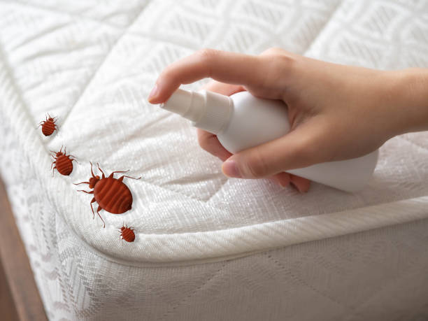 Best Best Pest Control Companies  in South Tucson, AZ